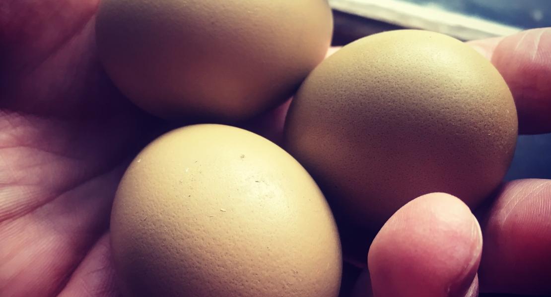 Khaki eggs
